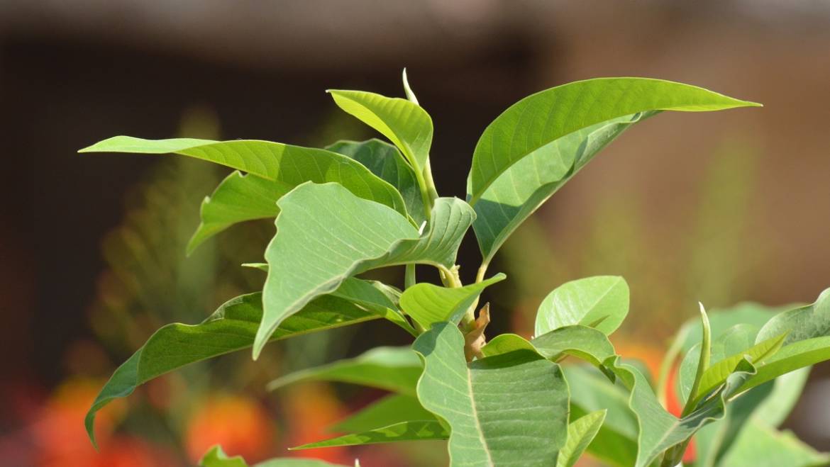 Technical Methodology Development, Adaptation and Mitigation Policy