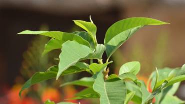 Technical Methodology Development, Adaptation and Mitigation Policy