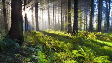 Forest Surveys